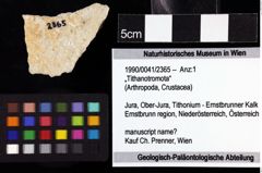 Foto (Objket + Etiketten) von „Tithanotromota“ 